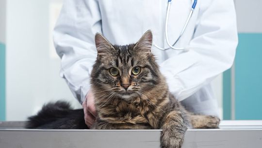 clinica-veterinaria-para-gatos.jpg