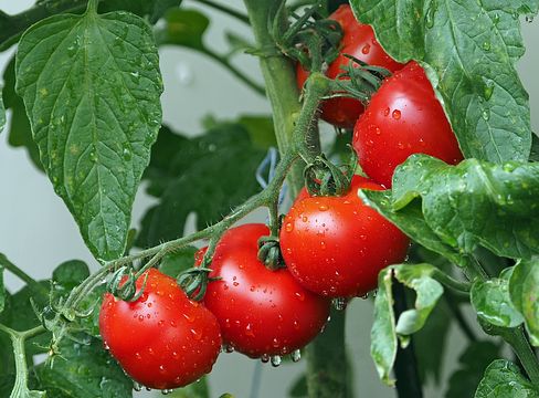 tomatoes-1561565_150.jpg
