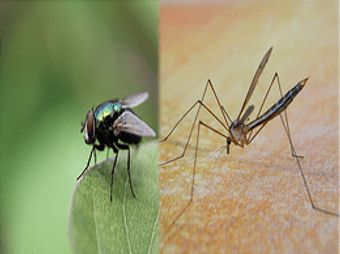 Desinfestação de moscas e melgas