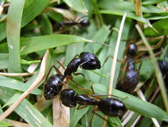 Desinfestação de formigas