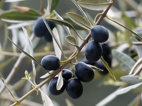 olives-357849_150.jpg
