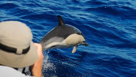 Scuba-Azores-Dolphin-Watching-003-510x288.jpg