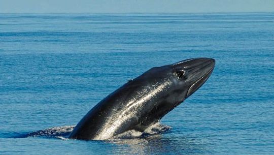 Scuba-Azores-Whale-Watching-006-510x288.jpg