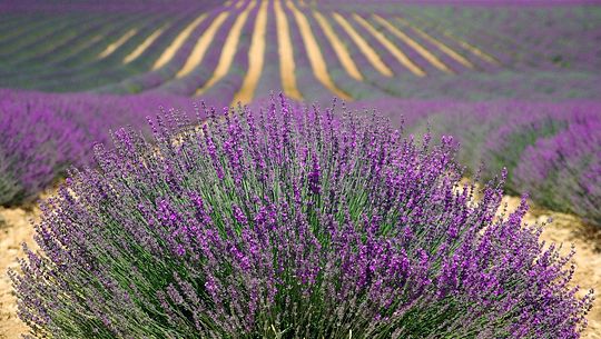 lavender-894919_150.jpg