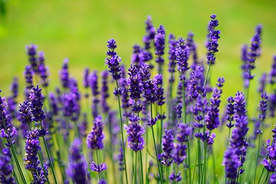 lavender-1117275_150.jpg