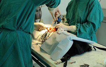 Cirurgia Geral e Ortopédica