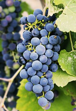 grapes-3623694_150.jpg
