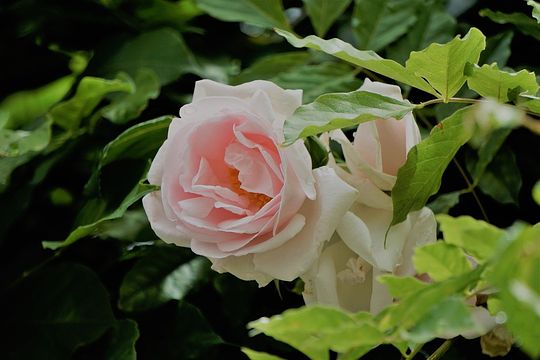 blanche-rose-2179056_150.jpg