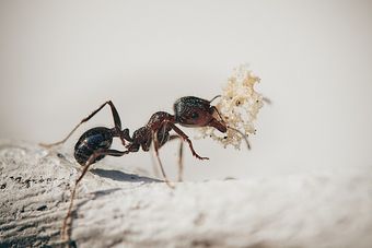 Desinfestação Baratas | Formigas